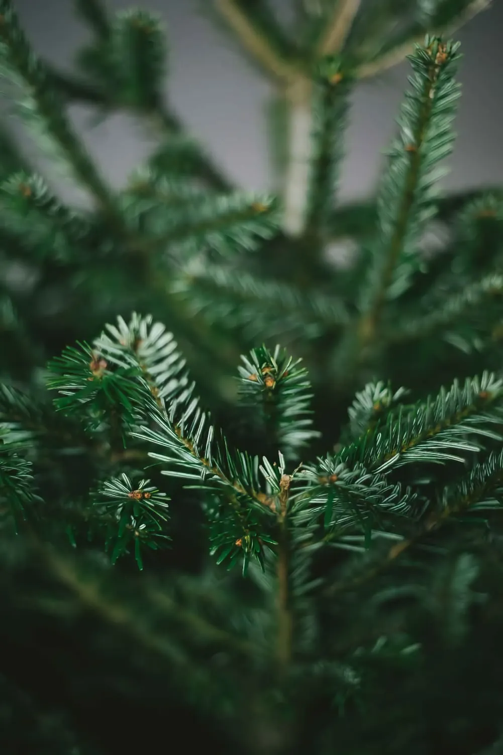 9ft Nordmann Fir Christmas Tree