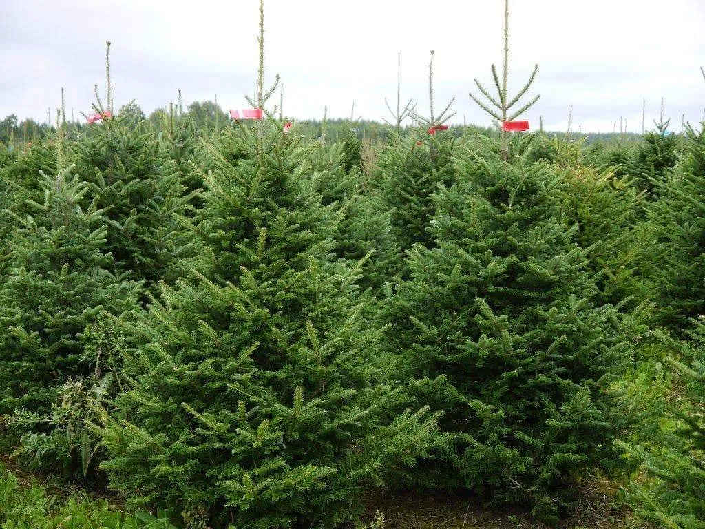 9ft Nordmann Fir Christmas Tree