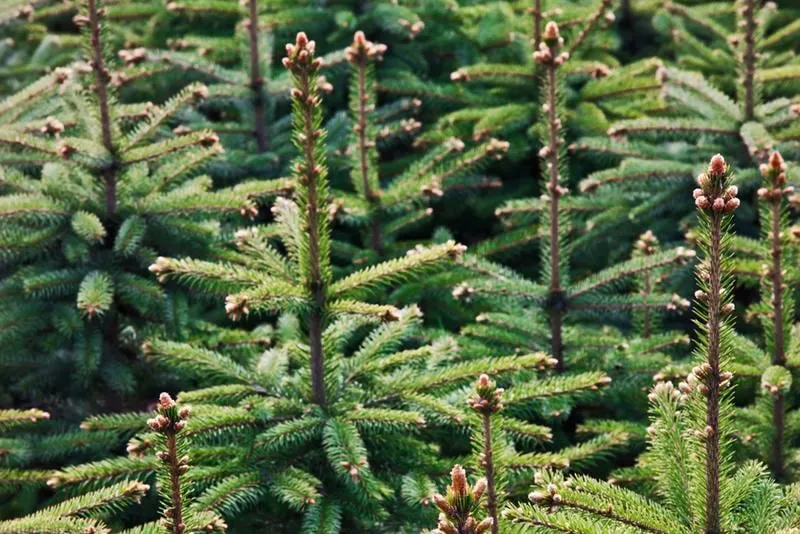 9ft Nordmann Fir Christmas Tree